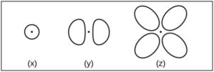 Orbital (x) consists of a single lobe and is sphere shaped, orbital (y) consists of two lobes and is dumbbell/propellor shaped, orbital (z) consists of four lobes and is 4-leaf clover/daisy shaped.
